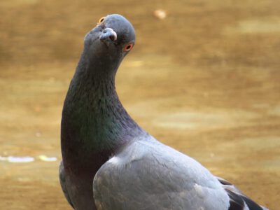 Afbeelding voor Never gonna give you up